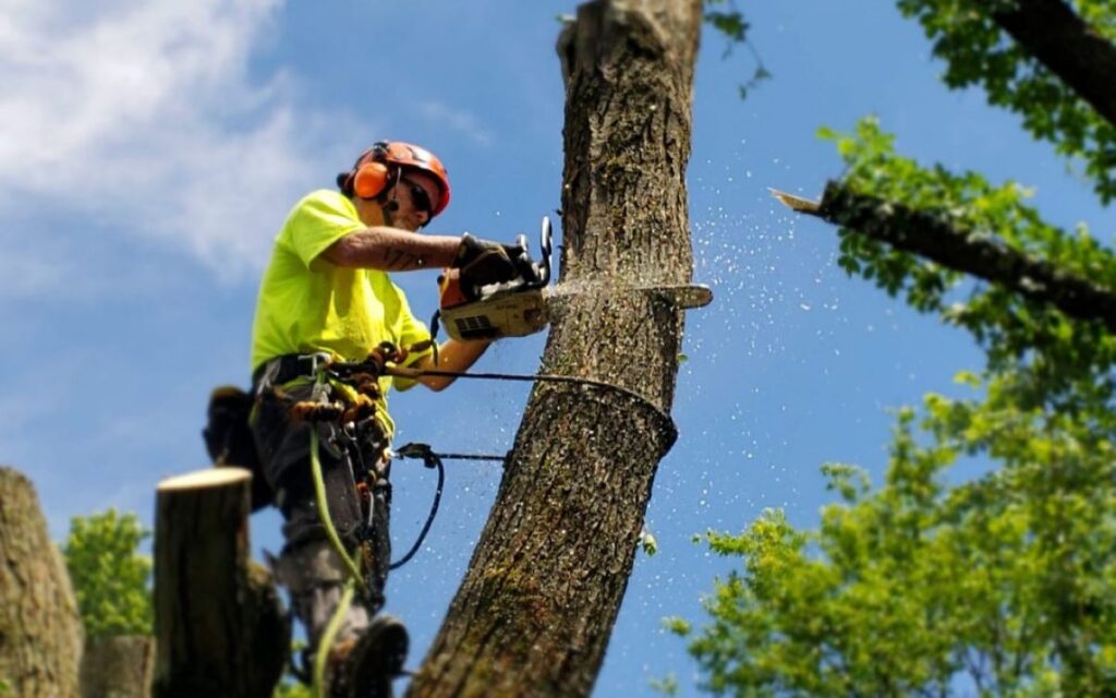 tree removal services Inner West