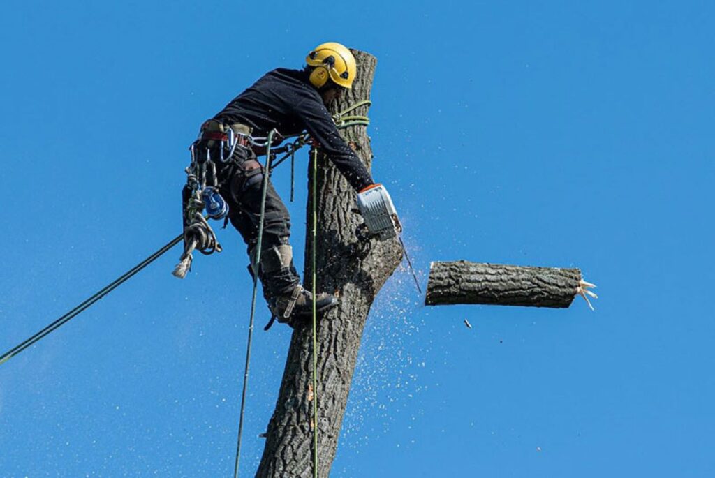 Tree Lopping
