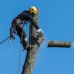 tree removal services Inner West