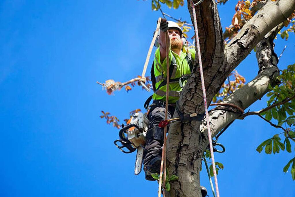 tree removal services Inner West