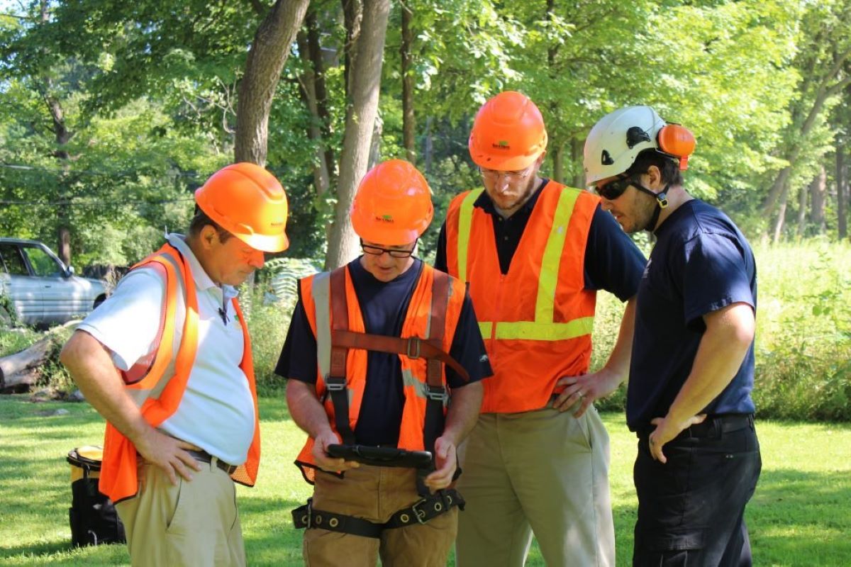 Tree Removal North Shore