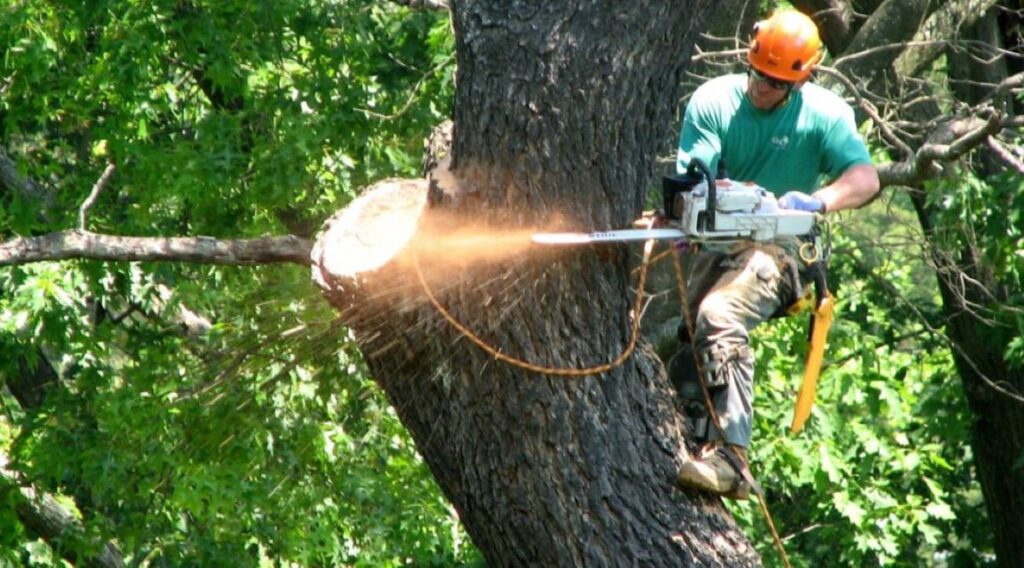 Tree Removal North Shore