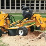What Stump Grinding in Sydney Teaches Us About Endings and Regrowth
