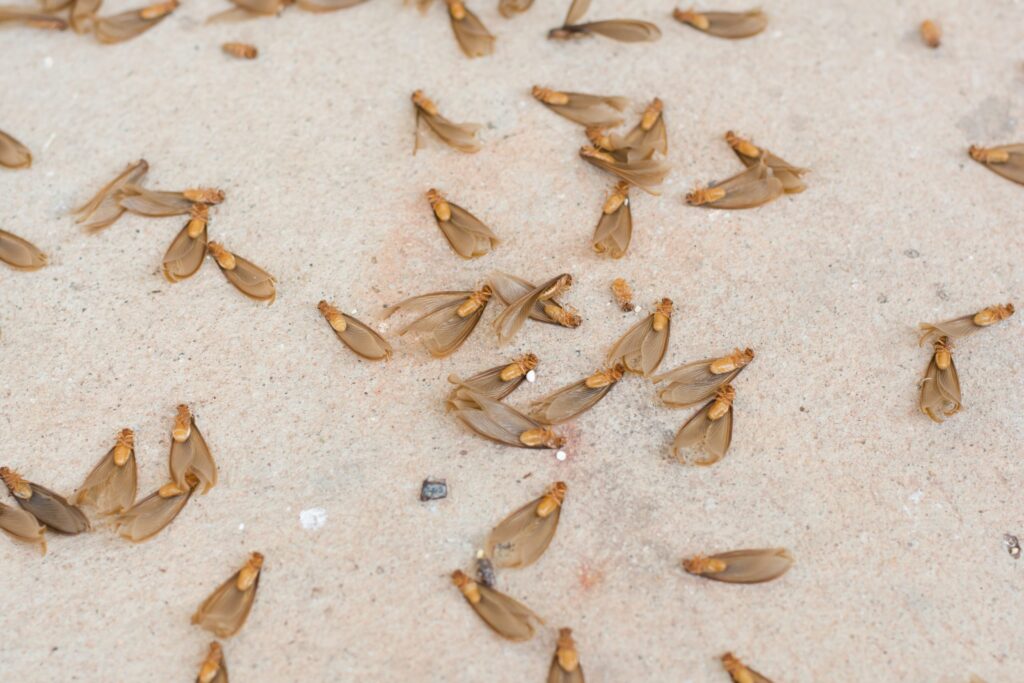 Termite Pest Control Sydney: What Are the Early Signs of Infestation?