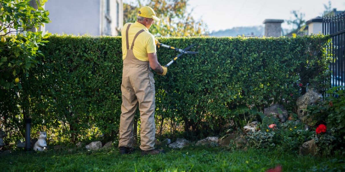 hedge trimming