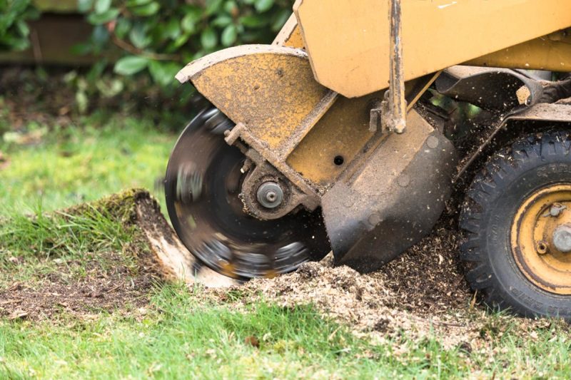 Why Stump Grinding Pricing Should Include Environmental Offsets