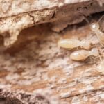 Termite Pest Control Sydney: What Are the Early Signs of Infestation?