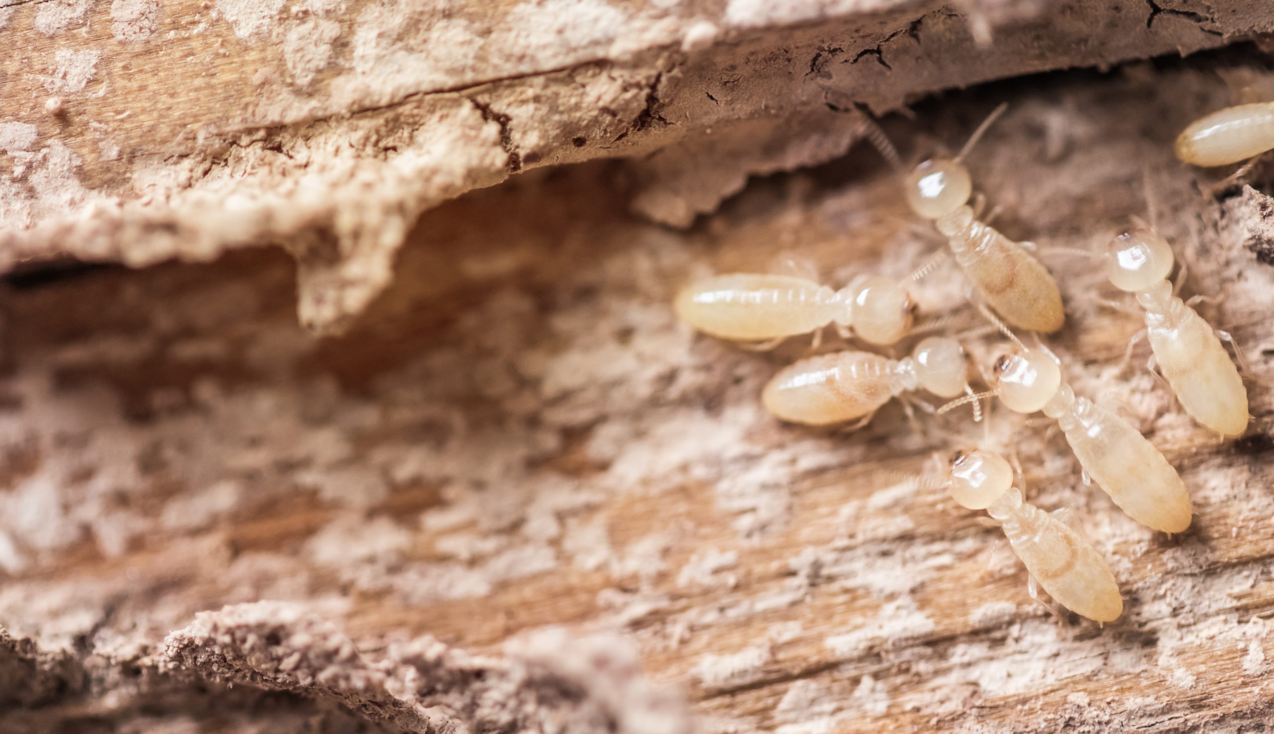Termite Pest Control Sydney: What Are the Early Signs of Infestation?