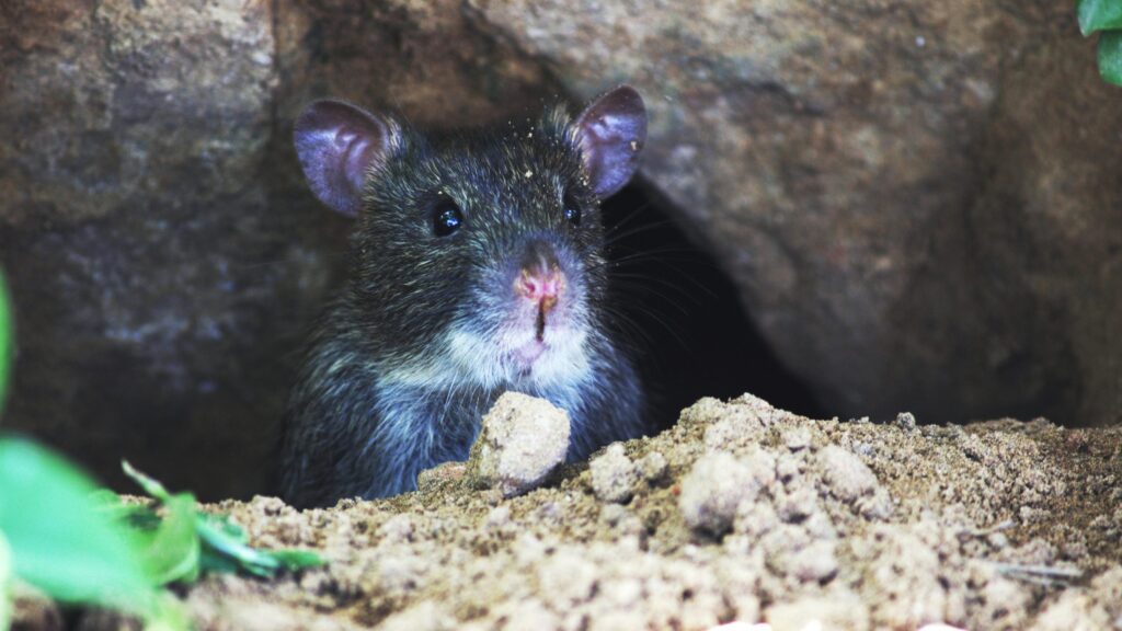 Rodent Control Sydney: What’s the Fastest Way to Get Rid of Rats?

