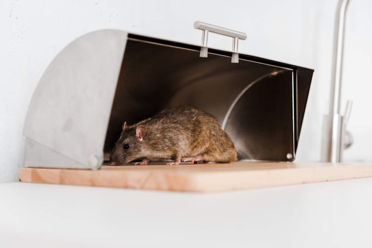 Rodent Control Sydney: What’s the Fastest Way to Get Rid of Rats?