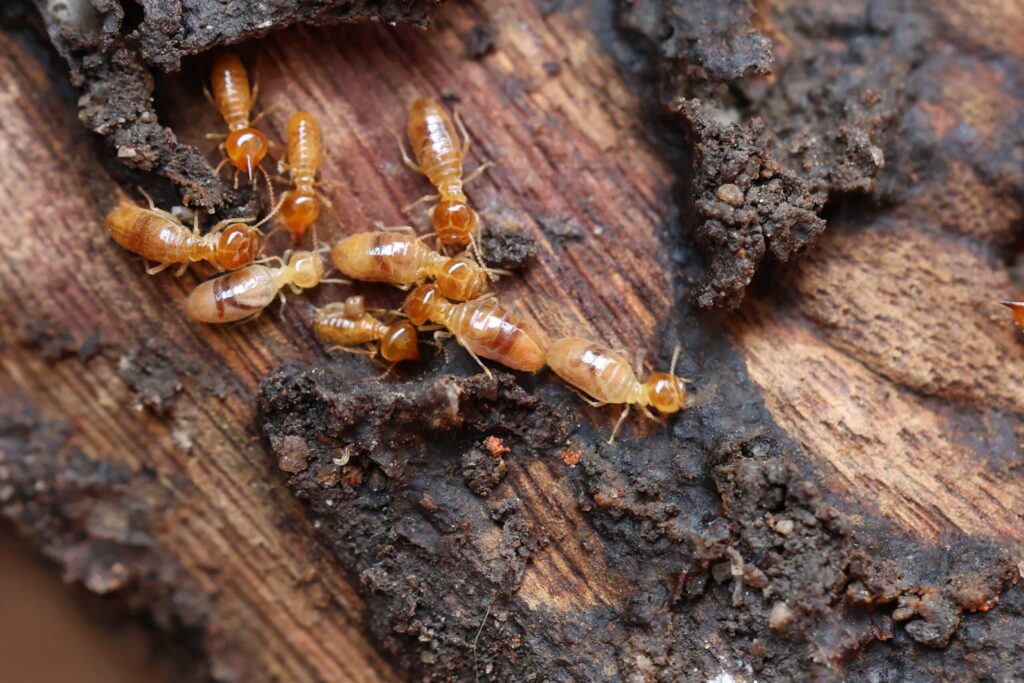 Termite Pest Control Sydney: What Are the Early Signs of Infestation?