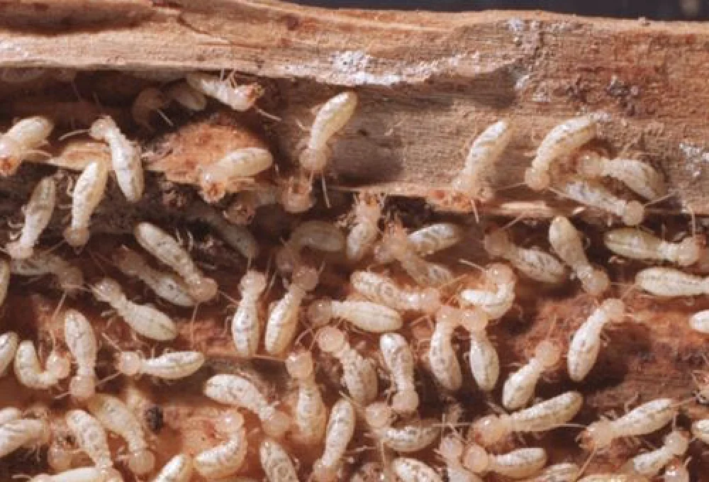 termite control services