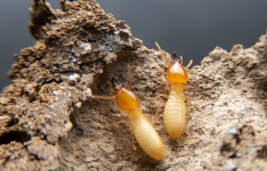 termite control