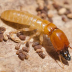 termite control