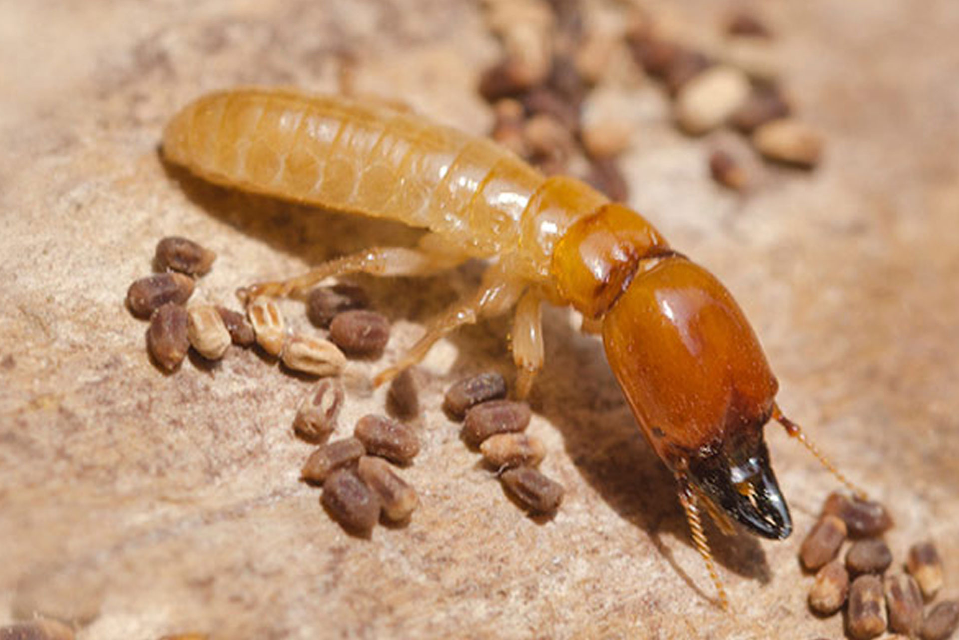 termite control