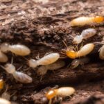termite control services