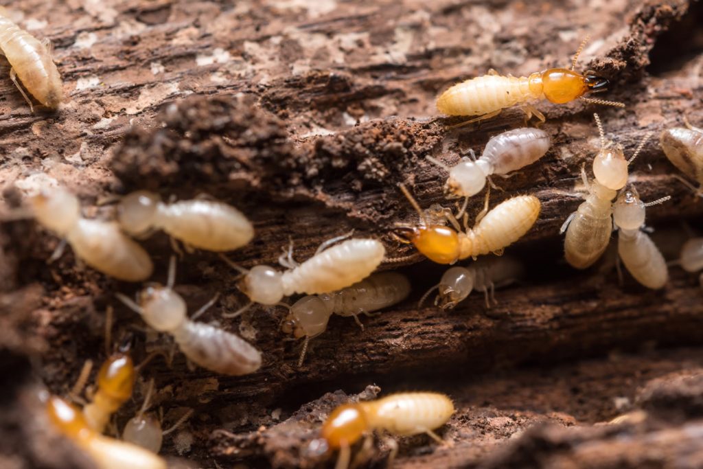 termite control services