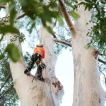 arborist Sydney