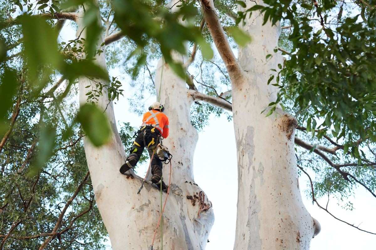 arborist Sydney