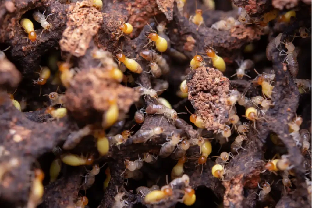 Home Termite Control