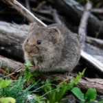 Mouse Control Sydney