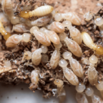 Home Termite Control