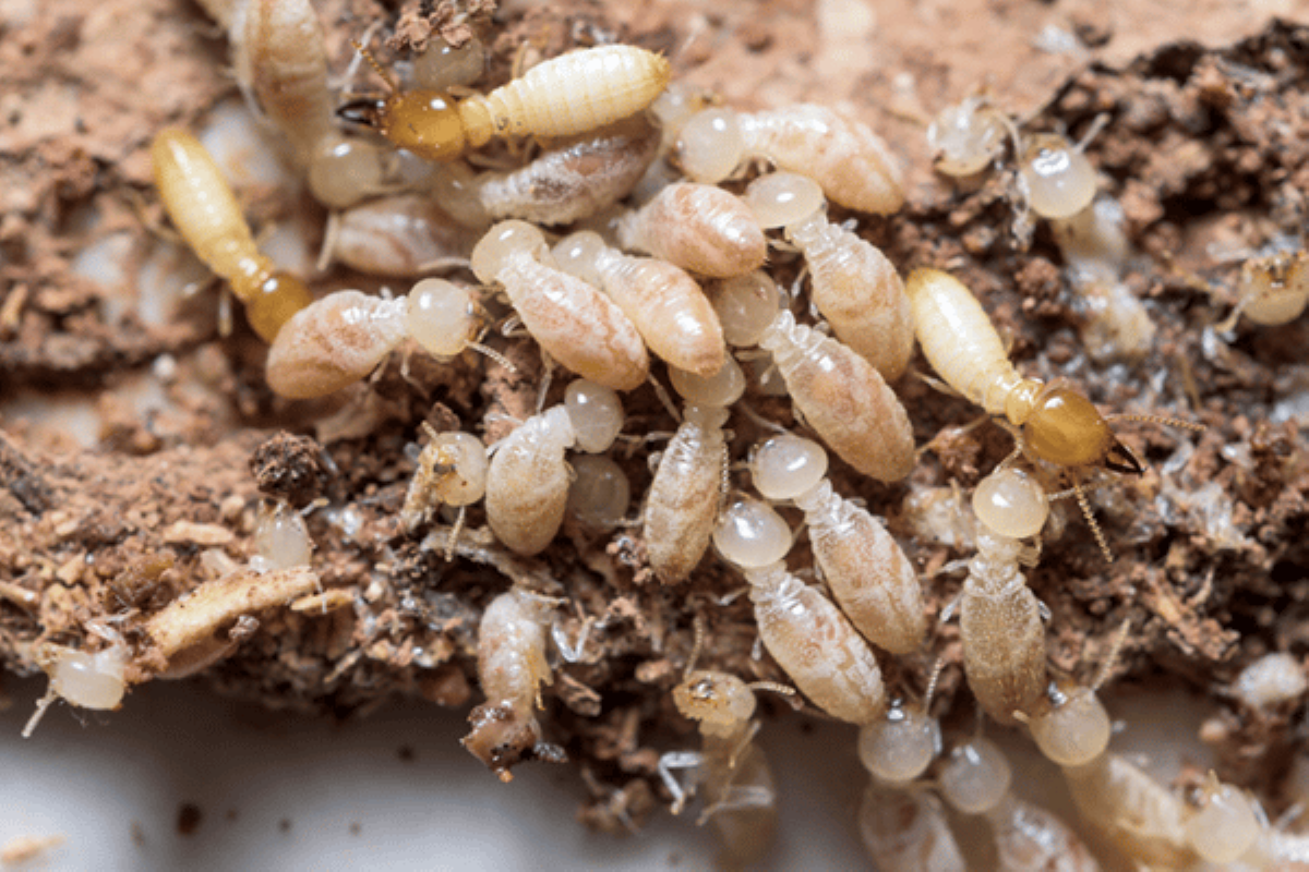 Home Termite Control