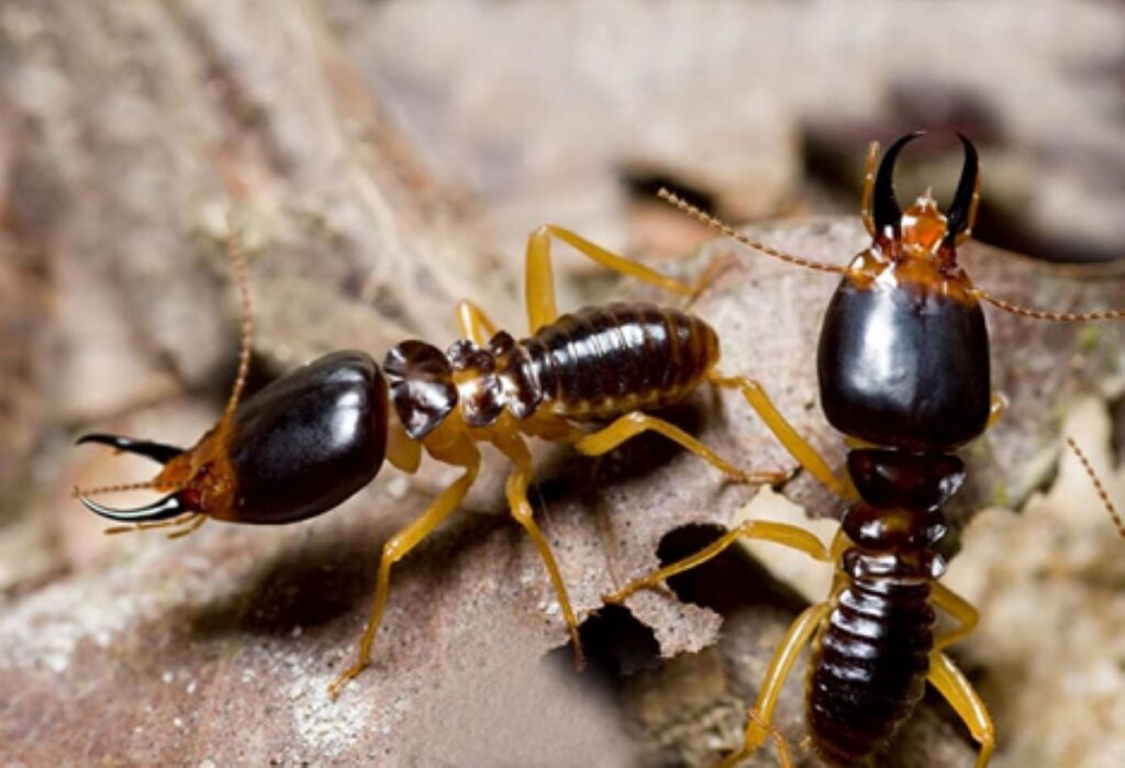 Home Termite Control