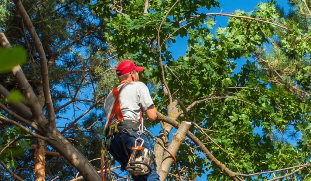 arborist Sydney