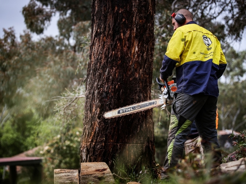 Tree Removal