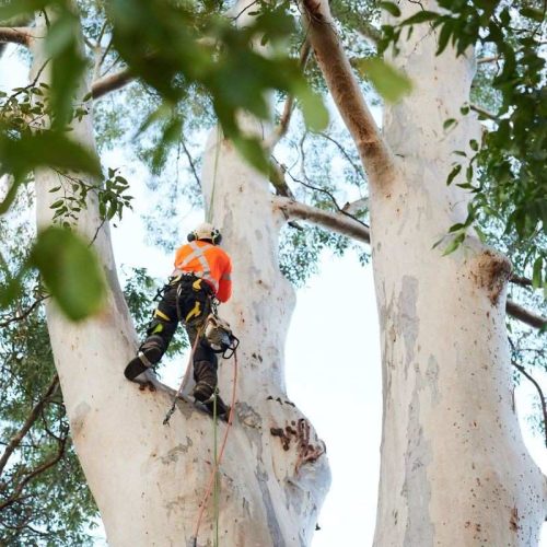 arborist Sydney