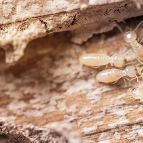 Termite Pest Control Sydney: What Are the Early Signs of Infestation?