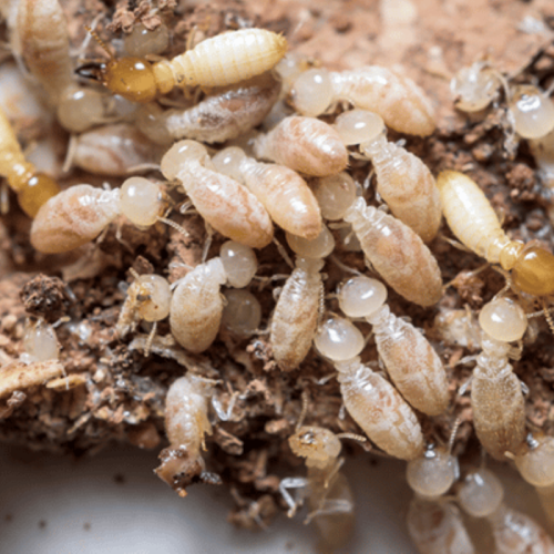 Home Termite Control