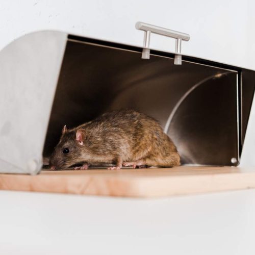 Rodent Control Sydney: What’s the Fastest Way to Get Rid of Rats?