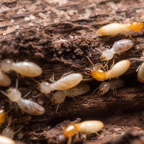 Termite Control Services Explained: How to Choose a Trusted Provider